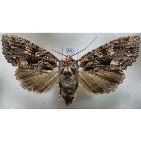Mniotype satura (Denis & Schiffermüller, 1775) Nocnica ciemnica Czech98j